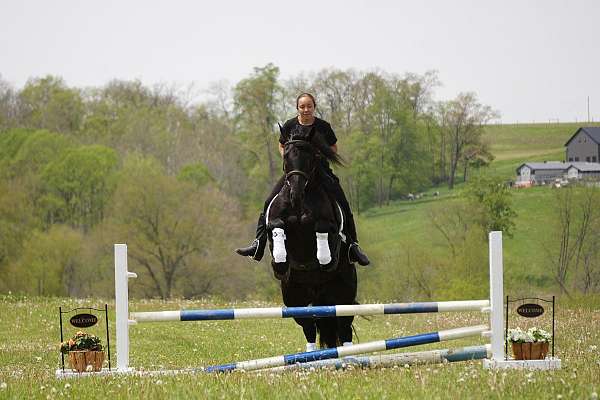 kid-safe-friesian-horse
