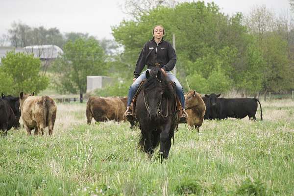 parade-friesian-horse
