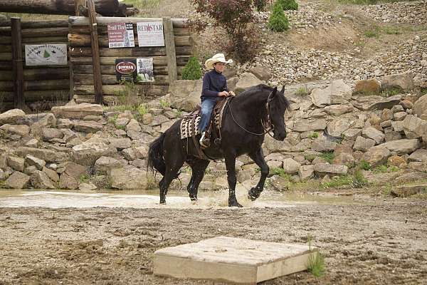 performance-friesian-horse