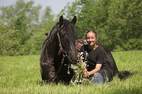 ridden-english-friesian-horse