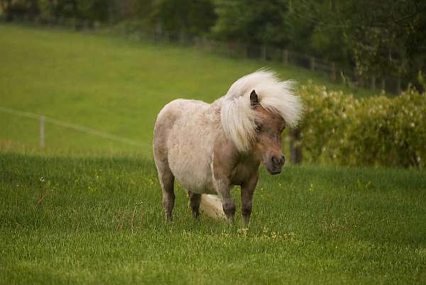 silb-pony-gelding