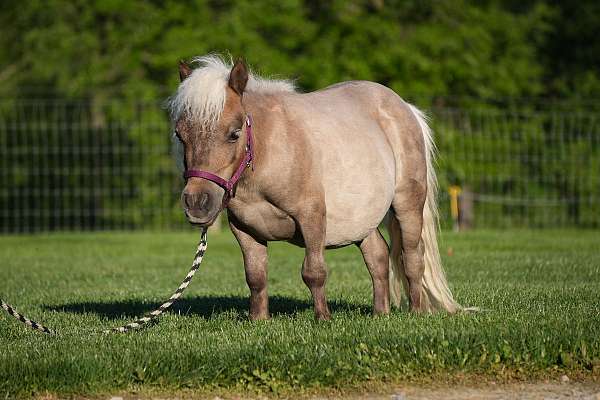 6-hand-silb-horse