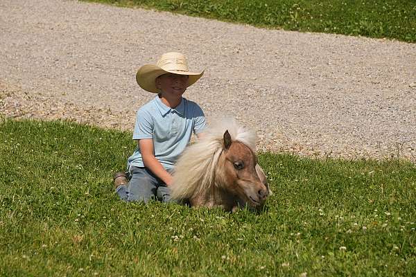 silb-companion-horse