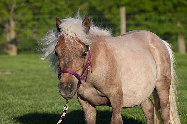 beginner-pony