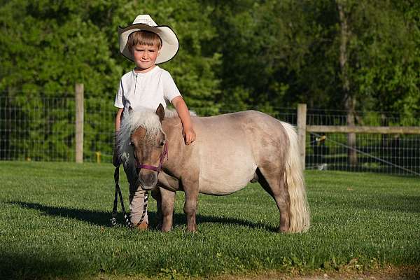 companion-pony