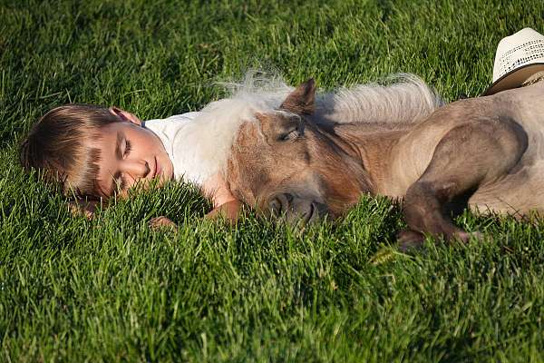 silb-beginner-horse