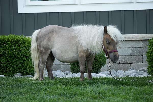 companion-gelding
