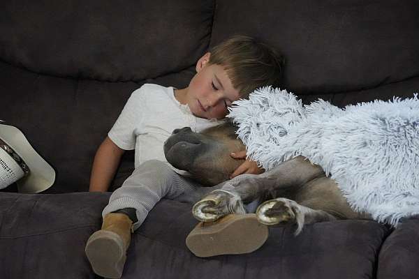 silb-kid-safe-horse