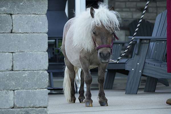 beginner-gelding