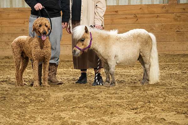 kid-safe-gelding