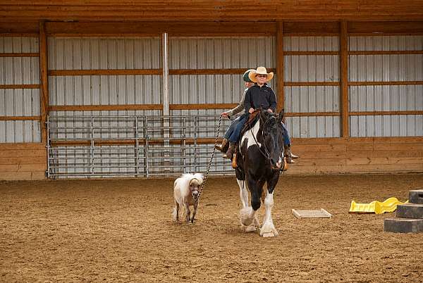 beginner-horse