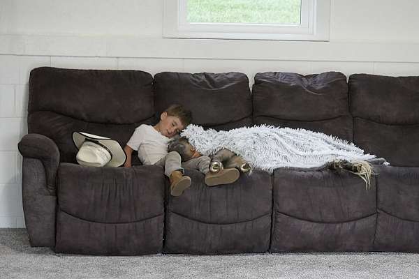 kid-safe-horse