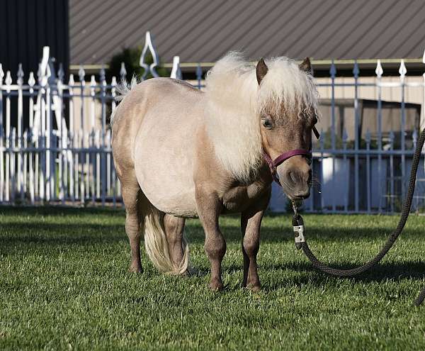 companion-horse
