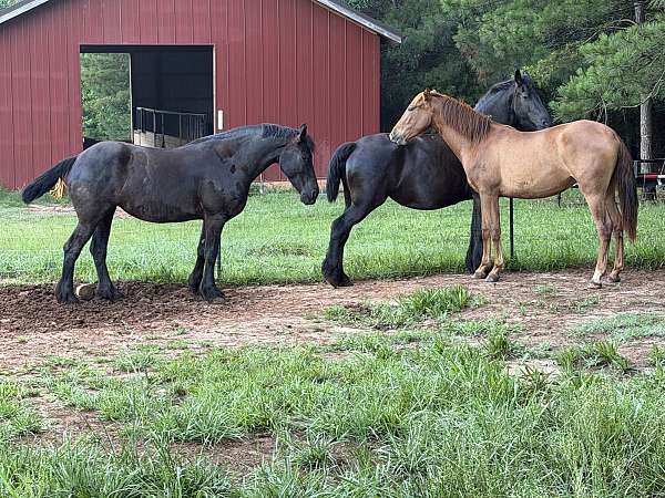 andalusian-filly