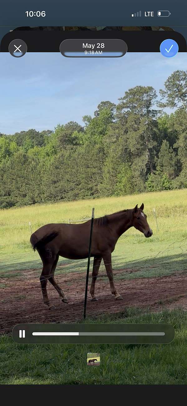 andalusian-horse-for-sale