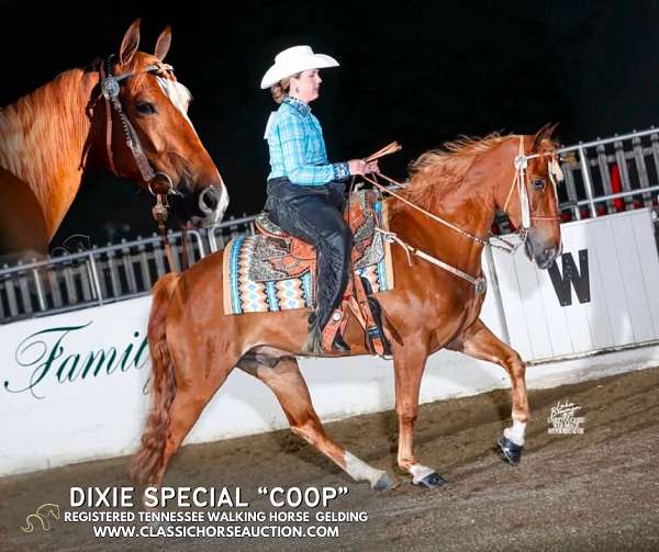 broke-gelding-tennessee-walking-horse