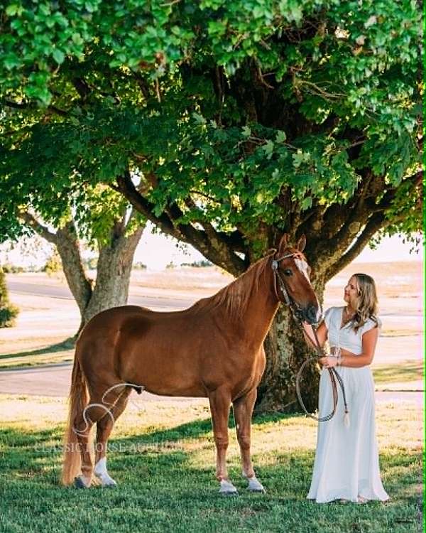finals-tennessee-walking-horse