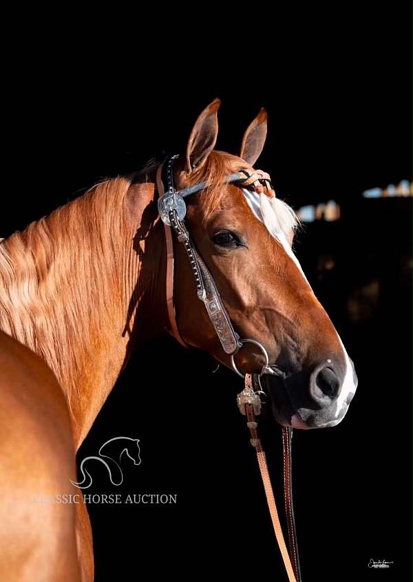 third-tennessee-walking-horse
