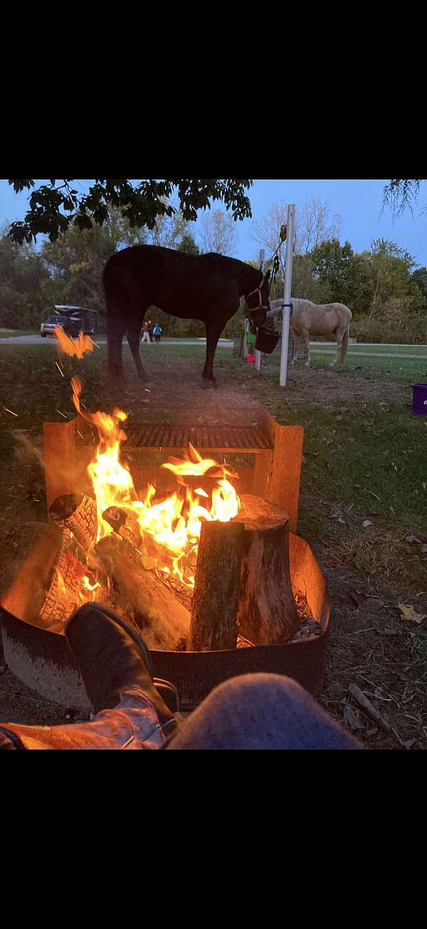 16-hand-smokey-black-horse