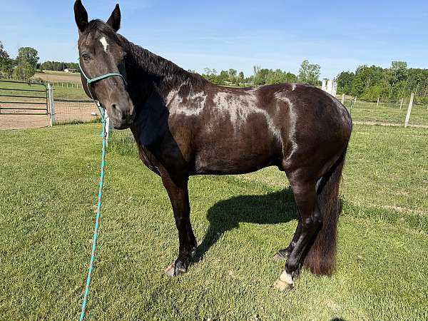 smokey-black-trick-horse