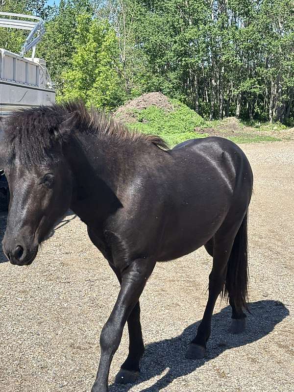 black-quarter-horse-stallion-yearling