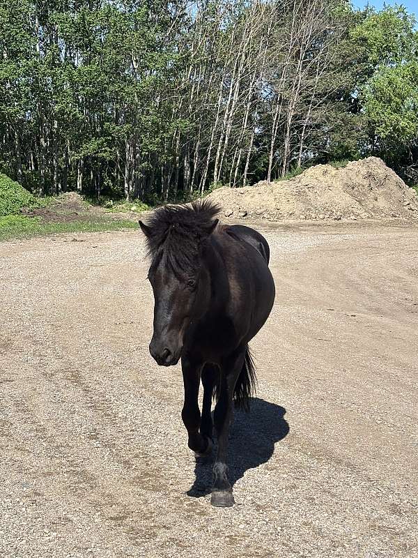 barrel-racing-stallion-yearling