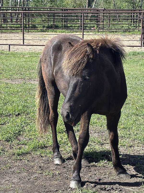 harness-stallion-yearling