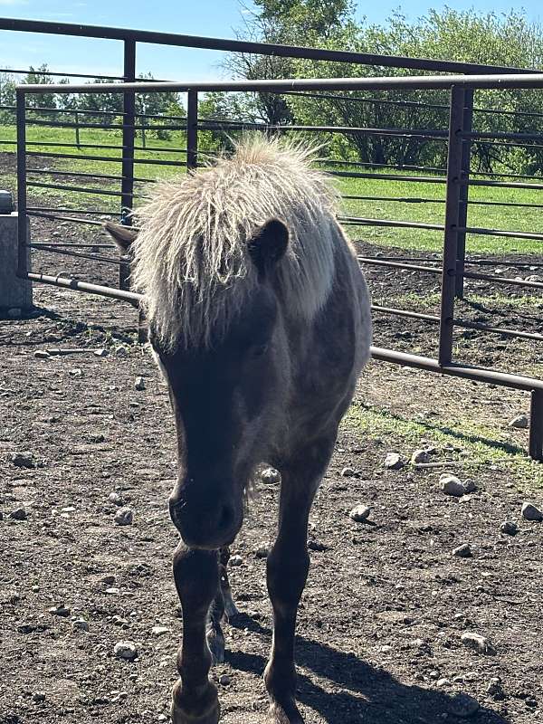 pole-stallion-yearling