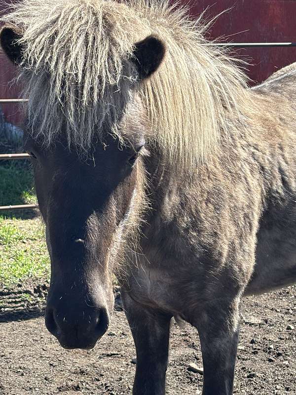 trail-stallion-yearling