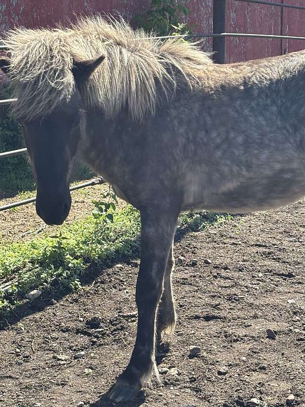 western-riding-stallion-yearling