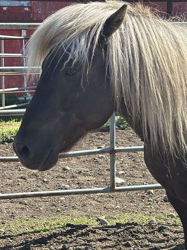black-stallion-yearling