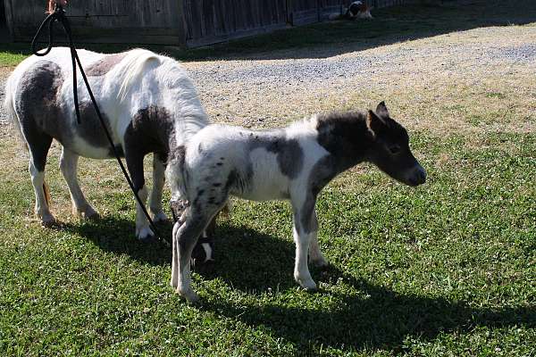 all-around-miniature-horse