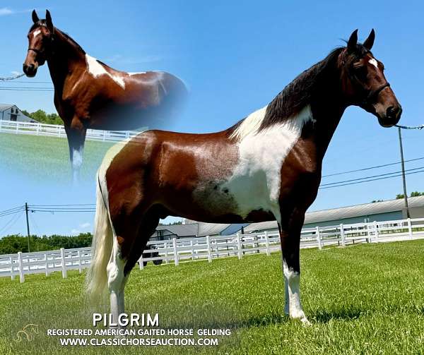 pilgrim-tennessee-walking-horse