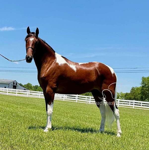 pilgrim-horse