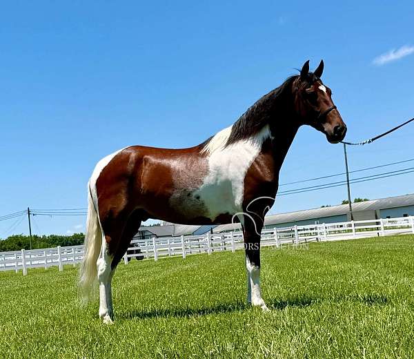 pilgrim-gelding