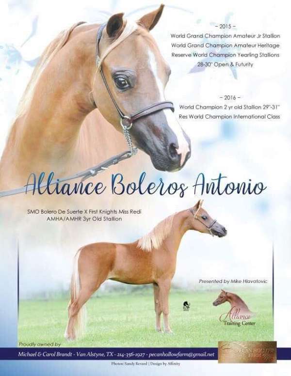 beginner-miniature-horse