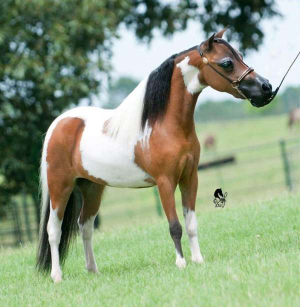 blue-eyed-miniature-horse