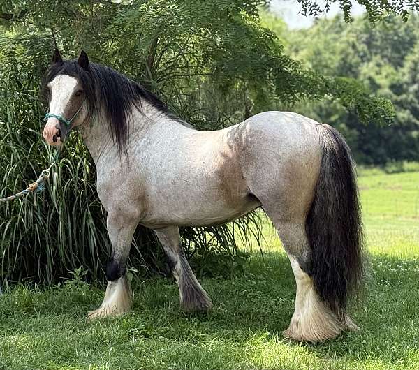 bay-ghra-gvhs-stallion
