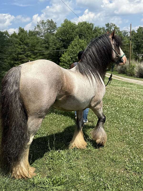 bay-roan-ghra-gvhs-stallion