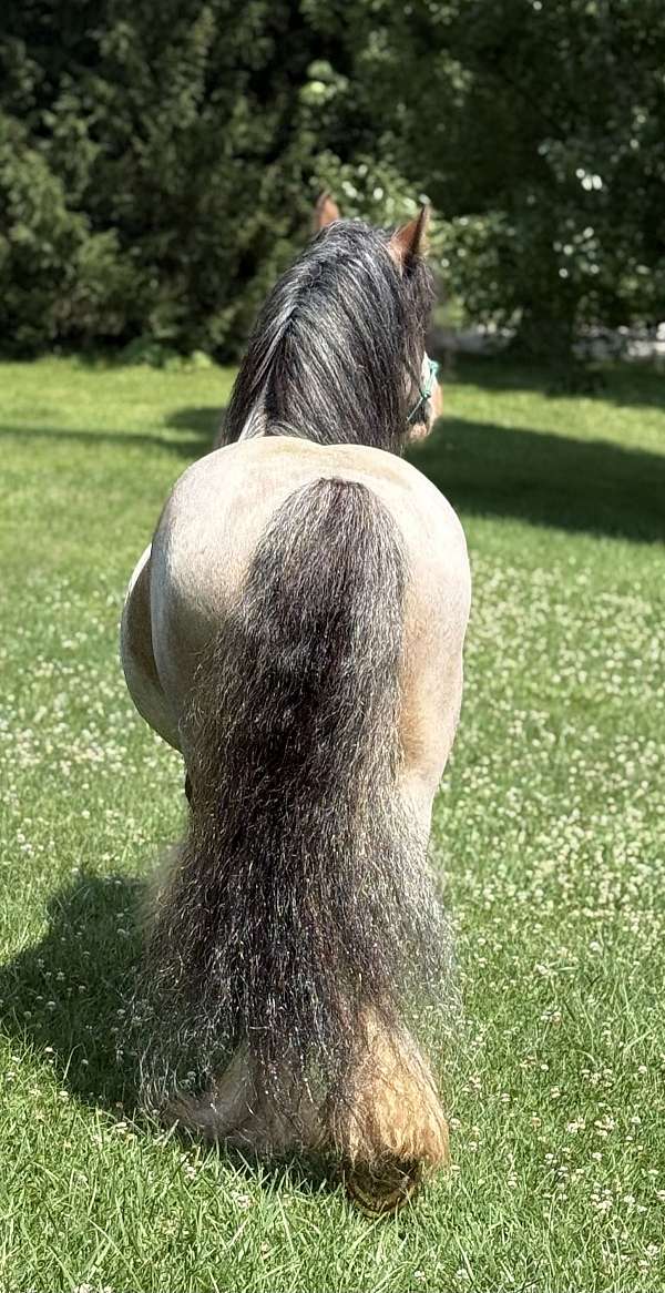 roan-ghra-gvhs-stallion