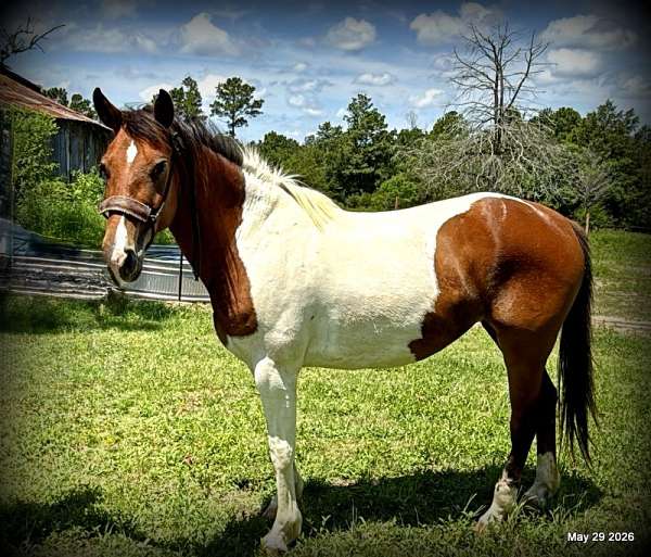 advanced-beginner-horse-mare