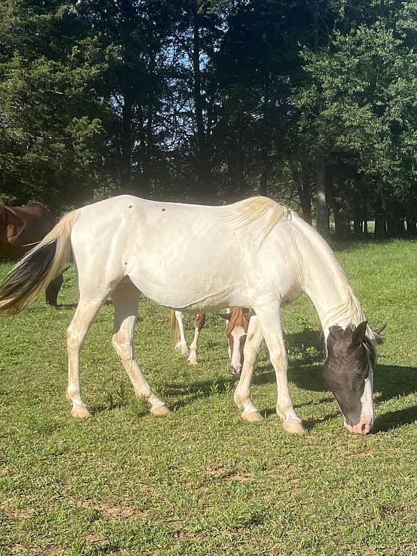 homozygous-tobiano-spotted-horse