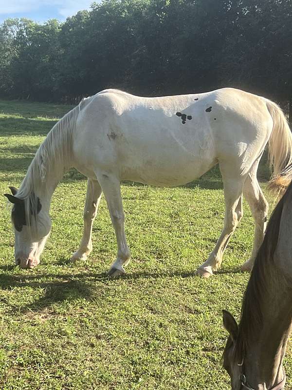 black-spotted-broodmare