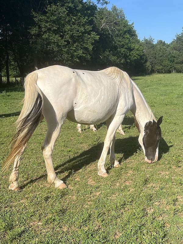 black-spotted-foal