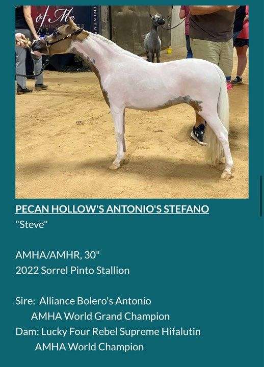 all-around-miniature-horse