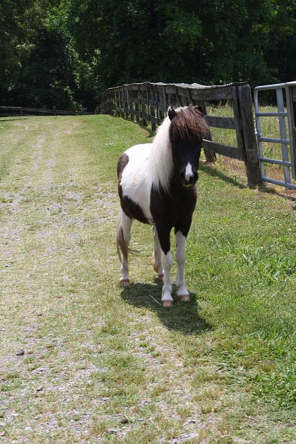 pinto-horse