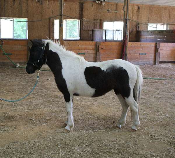 black-pinto-horse