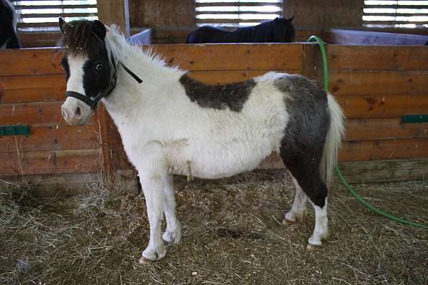 black-flashy-pinto-horse