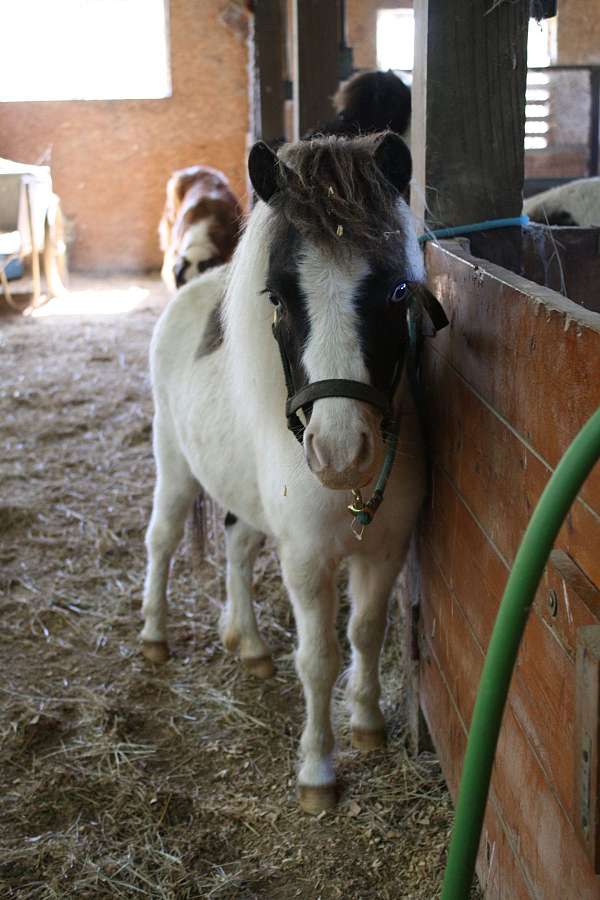 flashy-pinto