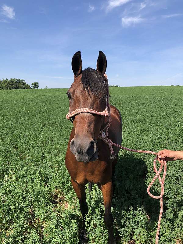 harness-pony